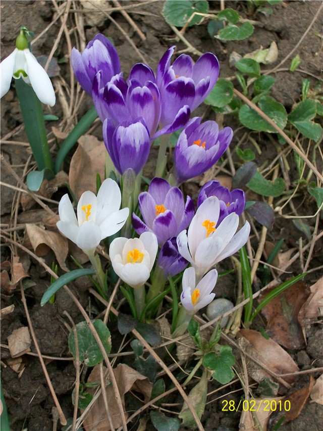 šafrani- lat. crocus